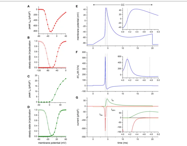 FIGURE 5 | Numerical reconstruction of Na V 1.5 and K V 4.3 currents in alternating VC/CC experiments