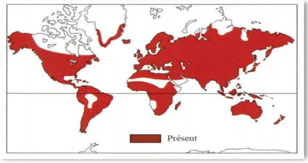 Figure 01: Répartition géographique mondiale des Apiaceae (Meng-lan et al., 2005). 