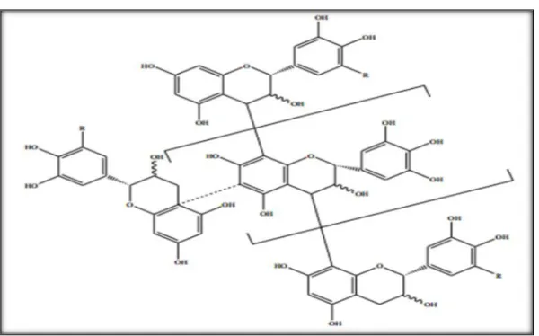 Figure 10: Structure générale  de tanins condensés (Boubekri, 2014). 