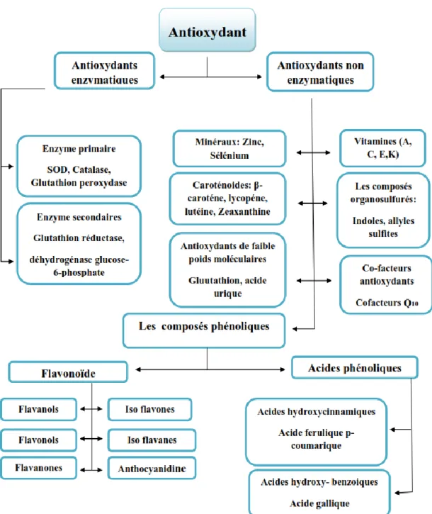 Figure 15: Classification des antioxydants (Ratnam et al., 2006). 