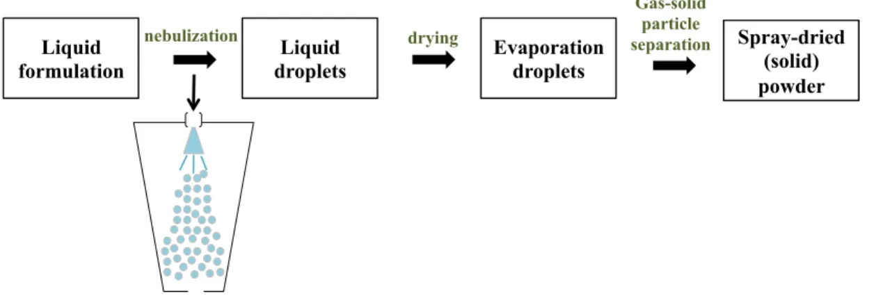 Figure 20. The spray drying process occurring in successive steps: 1. Nebulization of a liquid  formulation; 2