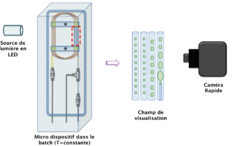 Fig. 2.14 – Exemple de l’observation et de la détection de l’écoulement dans le micro-dispositif par un éclairage en lumière transmise.