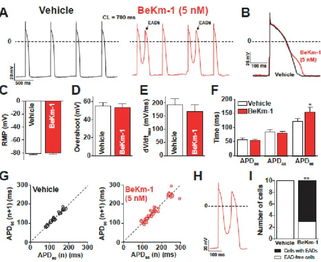 Figure 3. BeKm-1 mainly affects the late phase of repolarization in dynamically clamped hiPS-CMs  and induces cellular arrhythmic events