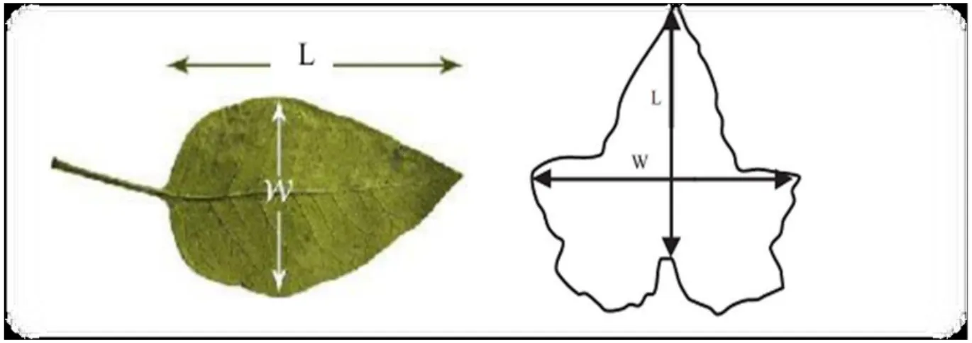 Figure 04: méthodes de mesure la surface de feuille. 