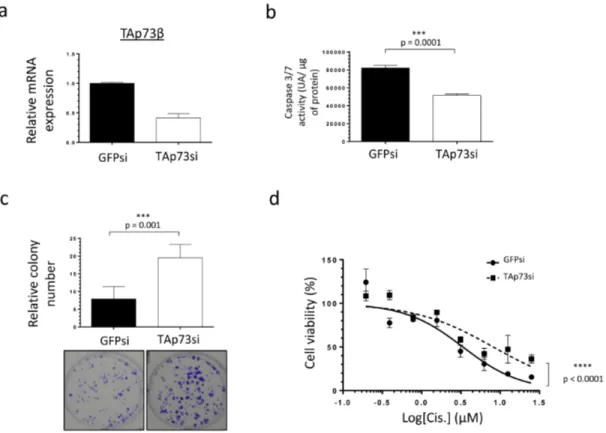 Figure 4e), corroborating the previous results obtained  after reducing the expression of TAp73 (Figure 3b and  Supp