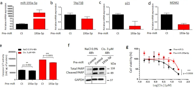 Figure 4f) and improves the cell viability after only two  hours of Cisplatin treatment in both cell lines (Figure 4g  and Supp