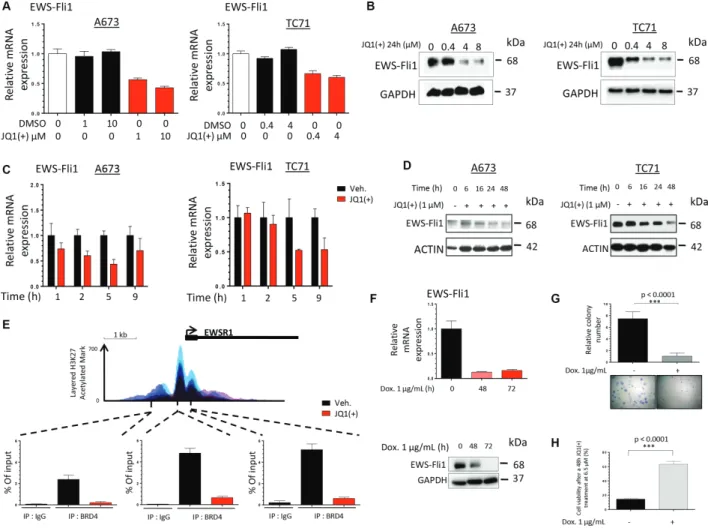 Figure 3: JQ1(+) treatment in ewing sarcoma cells induces a dose- and a time-dependent eWs-Fli1 down-regulation