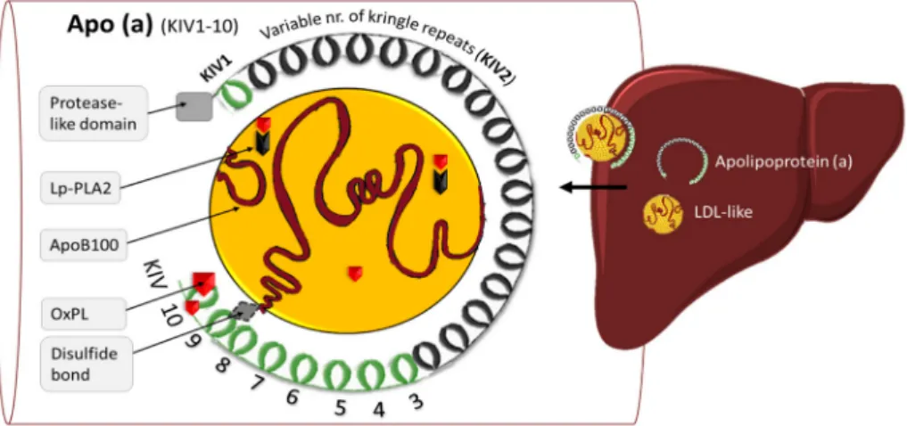 Figure 2. Schematic view of Lp(a). Abbreviations: apo(a), apolipoprotein (a); OxPL, oxidized phospholipids; Lp-PLA2, lipoprotein-associated phospholipase A2; KIV, kringle IV.