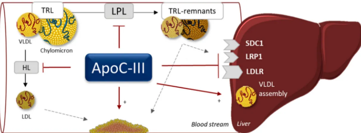 Figure 3. Apo-CIII promotes hypertriglyceridemia via different mechanisms. It inhibits lipolysis via inhibiting lipoprotein lipase (LPL) and hepatic lipase (HL) activities