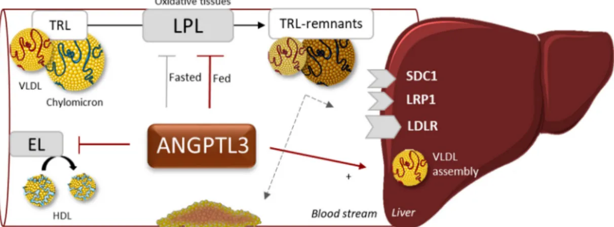 Figure 4. ANGPTL3 is reported to affect plasma TG through inhibition of lipoprotein lipase (LPL), especially in the fed state and HDL metabolism through inhibiting EL-mediated phospholipid hydrolysis.