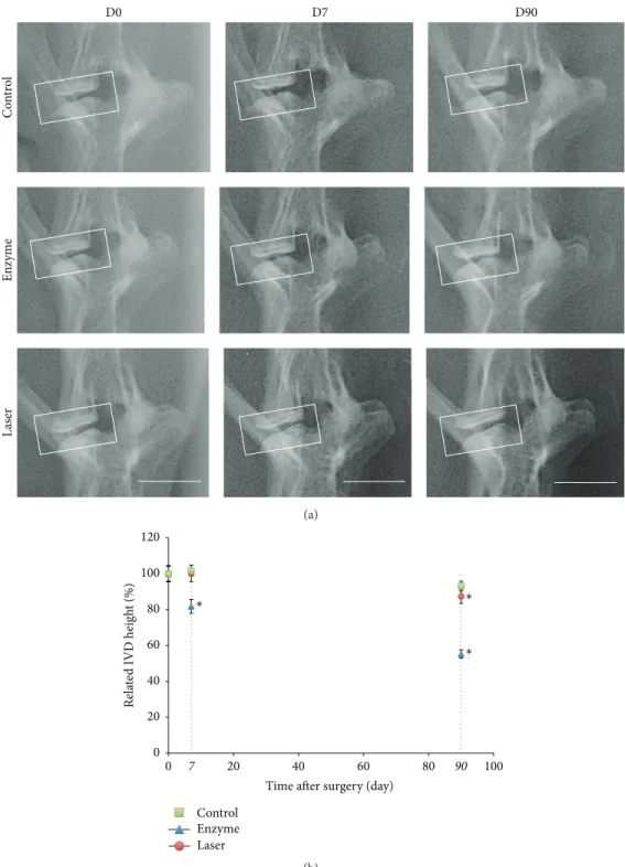 Figure 2: X-ray images and analysis of rabbit lumbar spines. Intervertebral discs of 1-year-old rabbits were treated according to either the enzyme technique (enzyme) or the laser procedure (laser) as described in Materials and Methods