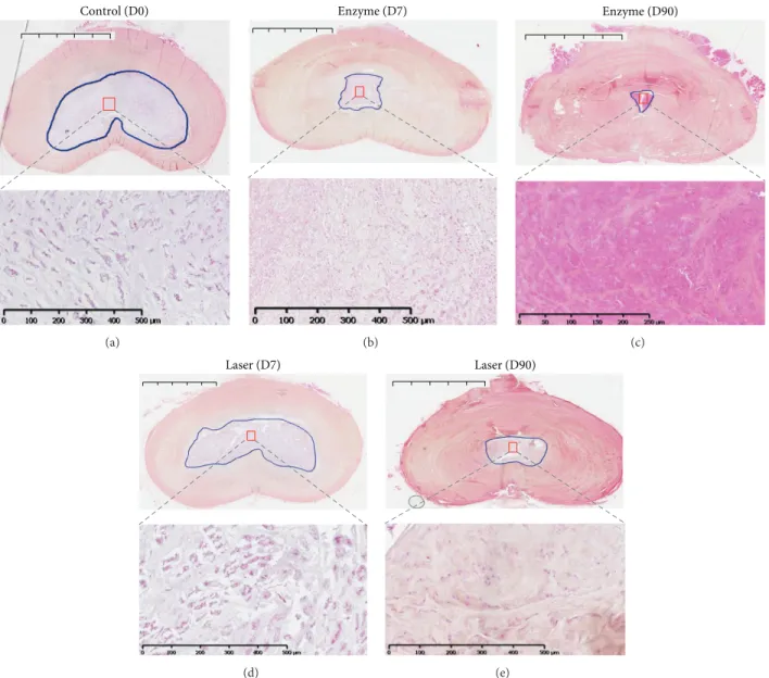 Figure 3: Histological analysis of rabbit intervertebral discs (IVDs) using hematoxylin phloxine safran (HPS) staining