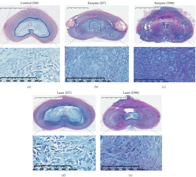 Figure 4: Histological analysis of rabbit intervertebral discs (IVDs) by Alcian blue/PAS staining (BA-PAS)