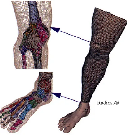 Figure 1-10. Maillage en éléments finis d’un membre inférieur humain  avec les os et la peau [Radioss 2001]