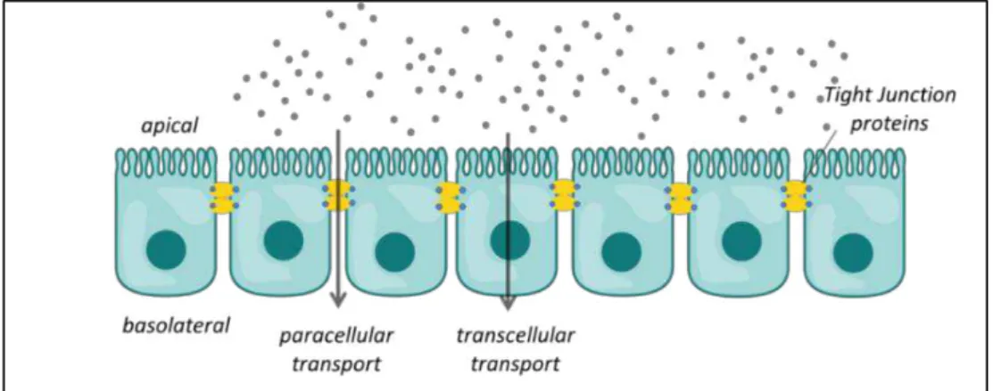 Figure 1.2: Transport across barrier tissues 