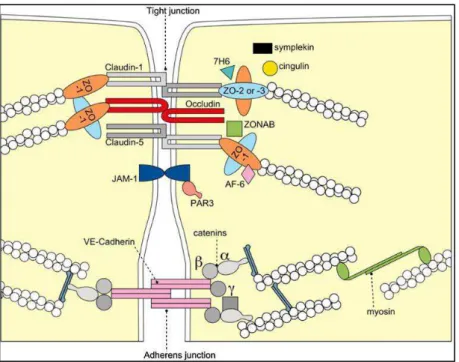 Figure 1.3: Molecular composition of tight junctions. The transmembrane  proteins occludin, the claudin(s) and junctional adhesion molecule-1 (JAM-1) constitute 