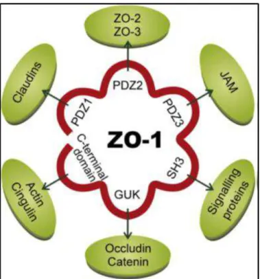 Figure 1.5: Schematic diagram of interactions of ZO-1 with transmembrane,  cytosolic and cytoskeletal proteins, from Kosińska, et al [30]