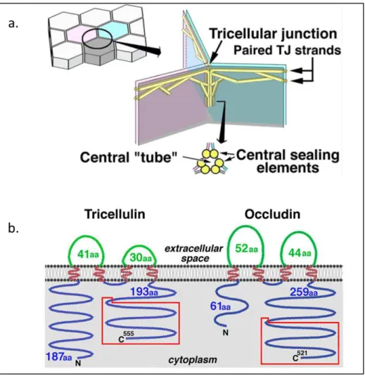 Figure 1.6: (A) Schematic drawing of the organization of tTJs. One tricellular  contact (left drawing) is enlarged in the right drawing