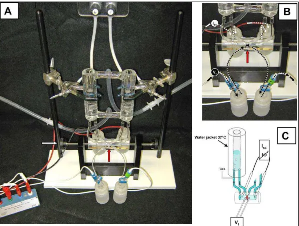 Figure 1.7: A classical Ussing chamber. A: assembled apparatus with water- water-jacketed reservoirs, Ussing chamber (intestinal preparation is mounted vertically; red 