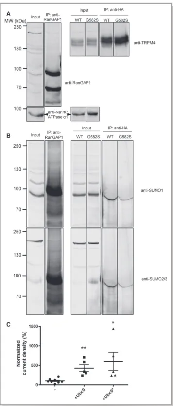 Figure 6. Role of SUMOylation. Immunoprecipitation with anti- anti-RanGAP1 and anti-HA