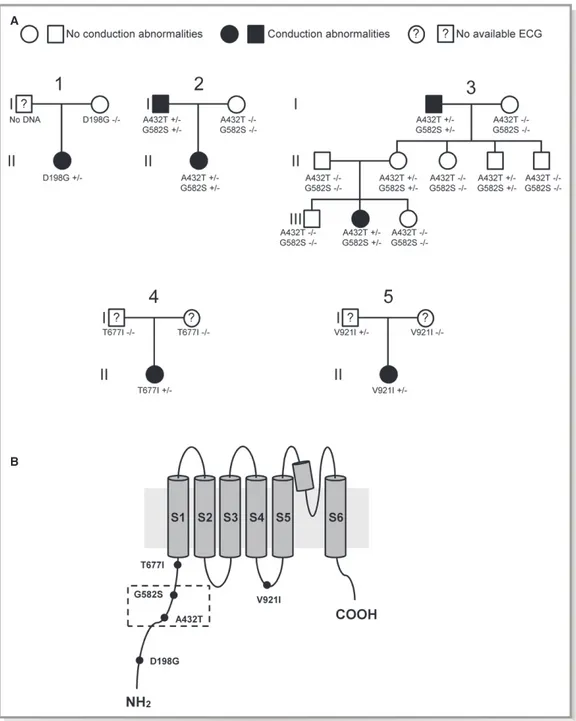 Figure 1. Families with AVB. A, Pedigrees of families with members harboring TRPM4 variants