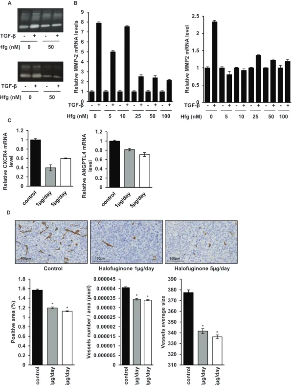 Figure 6: Halofuginone inhibits metastatic process.  A. Zymography analysis of conditioned media from 10 h serum-free  cultures of HOS (upper panel) and U2OS (lower panel) cells treated with halofuginone for 4 hours and then for 6 h in the presence or  abs