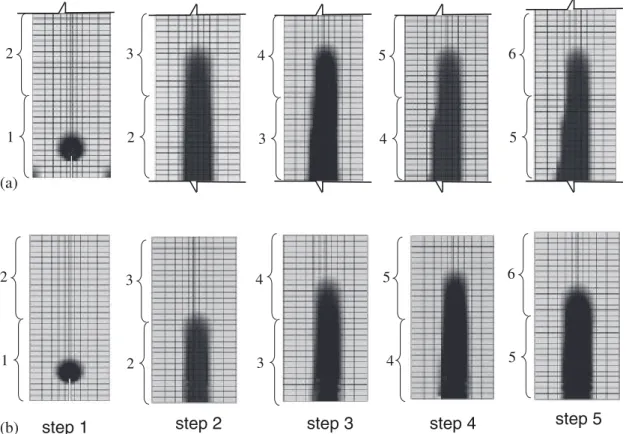 Figure 6. Damage evolution in the wedge splitting test: (a) reference analysis; and (b) zoom technique.