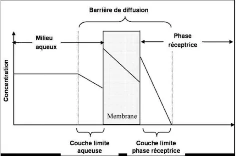 Figure 12 : Schéma présentant les concentrations aux bornes limites des différentes  couches d’un échantillonneur passif