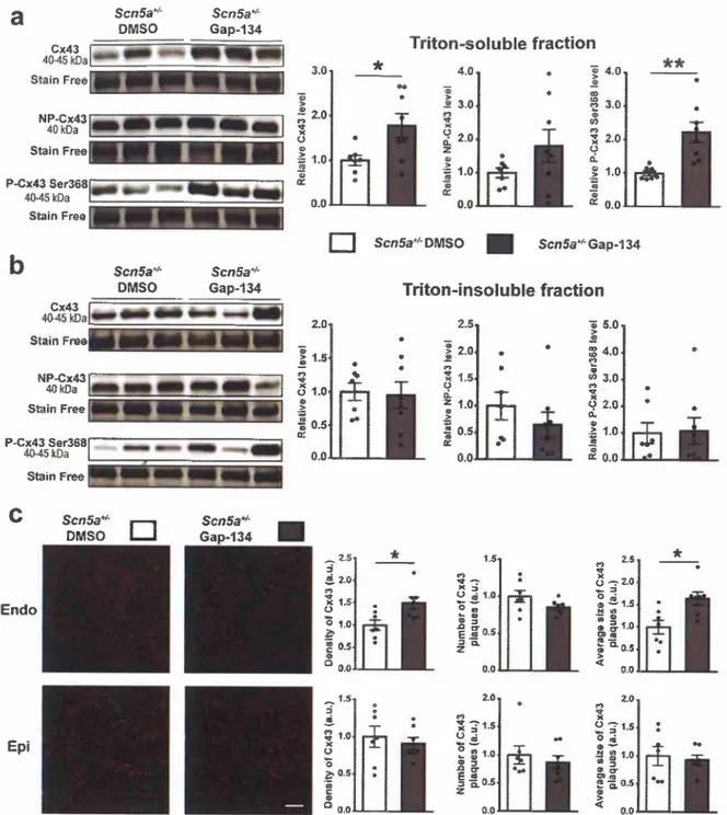 Fig. 2. Effect of chronic treatment  with  Gap-134 on ventricular expression, phosphorylation and localization of connexin 43 (Cx43) in ScnSa+I-  mice