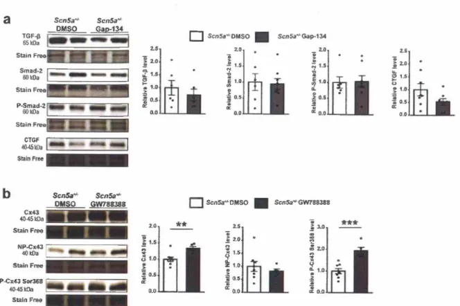 Fig. 5. Effect of chronic treatment with Gap-134 on TGF-ß pathway expression and effect of chronic inhibition ofTGF-ß receptor on connexin 43 (Cx43) expression  and phosphorylation in  ScnSa  +  I-  mice