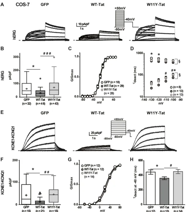 Figure  1:  Tat  transfection  alters  hERG  and  KCNE1-KCNQ1  currents  in  COS-7  cells