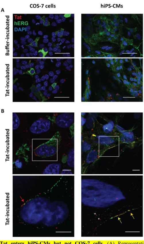 Figure  5:  Tat  enters  hiPS-CMs  but  not  COS-7  cells.  (A)  Representative  confocal  immunostainings of Tat (red) and hERG (green)