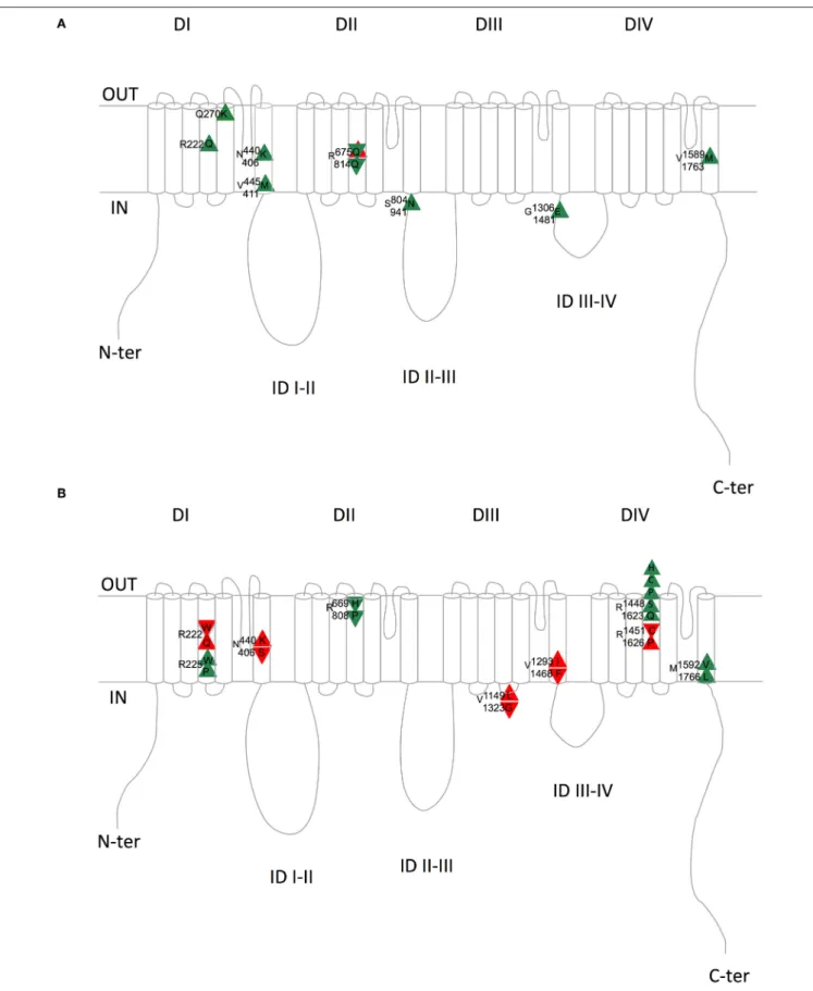 FIGURE 2 | Schematic representation of the equivalent Nav1.4/Nav1.5 amino acids with similar (A) or divergent (B) mutations in patients with skeletal (Nav1.4) or cardiac (Nav1.5) pathologies
