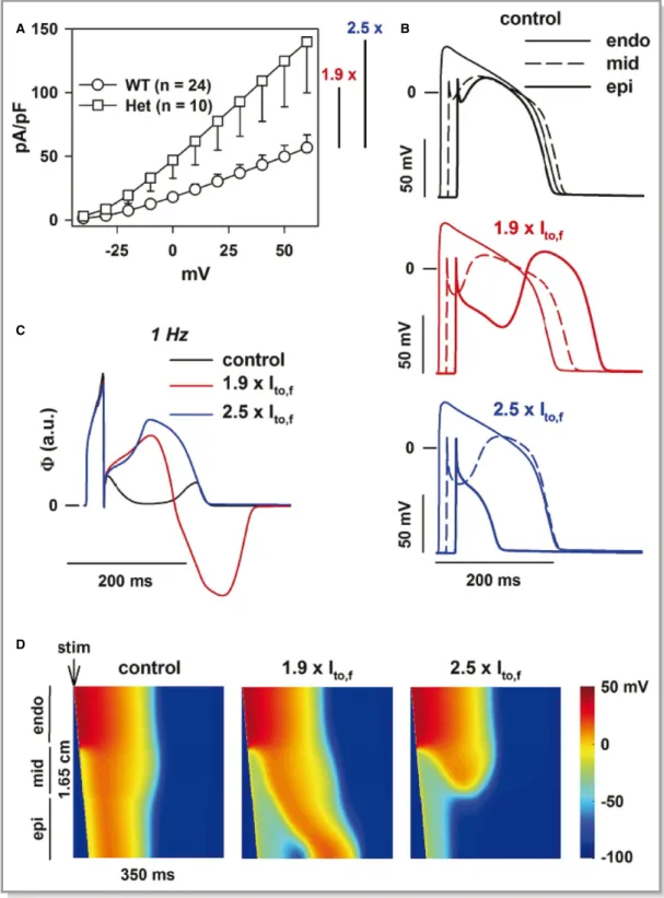 Figure 5. Modeling the effect of the R12Q variant at the heterozygous state. A, The Kv4.3 current density is increased by an averaged factor of 2.5 at + 60 mV and by a minimal factor of 1.5 when considering only the lower limit for the heterozygous R12Q co