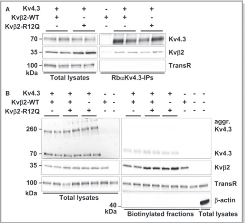 Figure 4. Effects of Kv b 2 variants on Kv b 2 and Kv4.3 expression. A, Western blot analyses of total lysates (left) and RbaKv4.3 immunoprecipitates (IP, right) probed with anti-Kv4.3, anti-Kv b 2 and anti–transferrin receptor (TransR) antibodies revealed