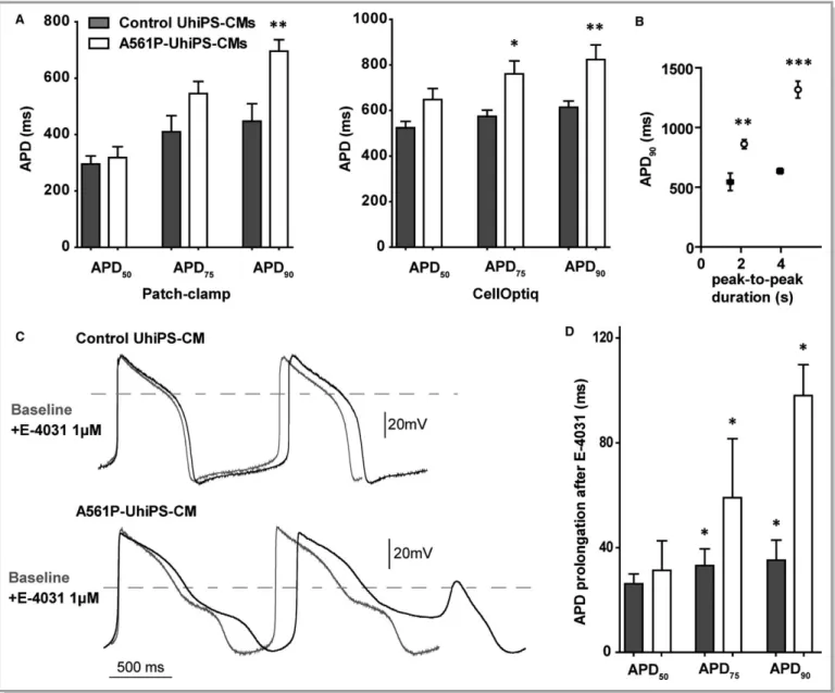 Figure 5. Action potentials recorded from A561P-UhiPS CMs model type 2 long QT syndrome