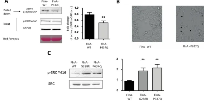 Figure 4. FlnA mutations increase p190RhoGAP activation and Src phosphorylation.  