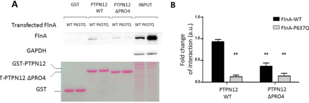 Figure 2. Effects of Filamin A mutations on FlnA/PTPN12 interaction. A) Pull-down assay