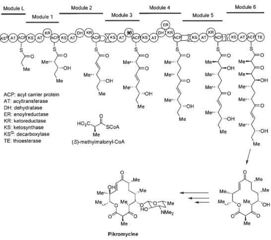 Figure J. Biosynthèse des polypropionates par les synthases PKSs de type 2 o Me 0H11 Me”l- Me _____ Me.Ç M o o NMe2 Me