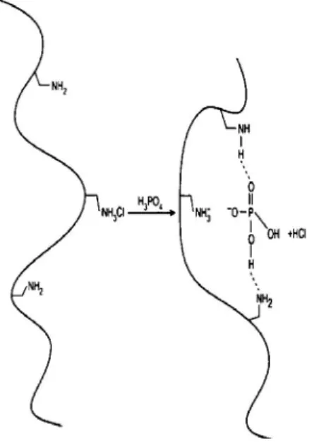 Figure 1-7. Interactions électrostatiques et hydrogène entre le sevelamer et les ions  phosphate (b) (Dhal et al