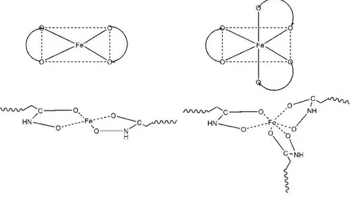 Figure 1-9. Représentation schématique de l’interaction du Fe (II) et Fe (III) avec les  groupements hydroxamate (Polomoscanik et al