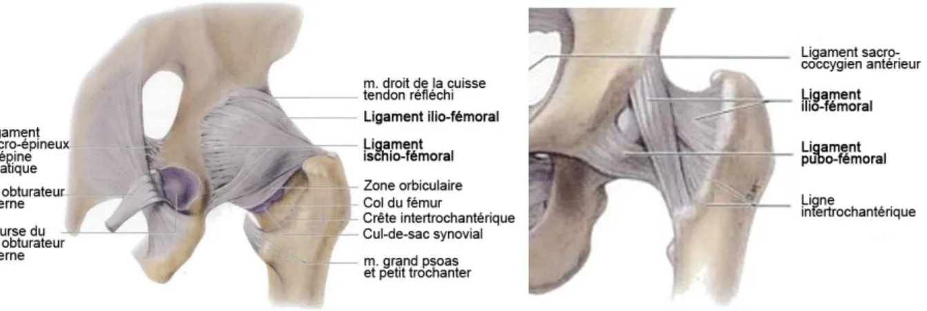 Figure  1.2:  Ligaments  du  bassin  et  de  l’articulation  coxo-fémorale,  vues  postérieure  (à  gauche) et antérieure (à droite) (Moore and Dalley, 2001)