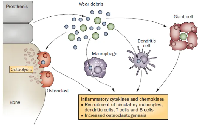 Figure  1.12:  Réactions immunitaires liées à la libération de débris d’usure et à l’origine de  réactions inflammatoires favorisant l’ostéolyse (Cobelli et al., 2011)
