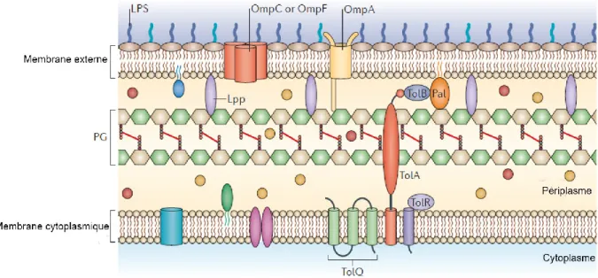 Figure 1 Composition de l'enveloppe des bactéries à coloration Gram négatif. 