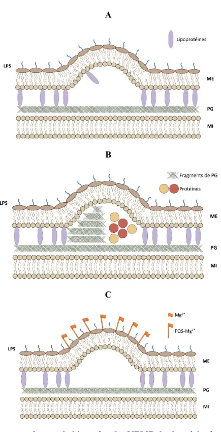 Figure 2 Modèles proposés pour la biogenèse des VEMB des bactéries à coloration Gram  négatif.Figure modifiée à partir de (Lee et al., 2008)