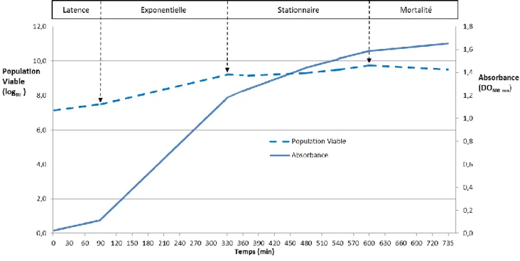 Figure 5. Courbe et phases de croissance de Salmonella Enteritidis (SE) SHY-O4-1540 en  conditions normales dans le milieu LB