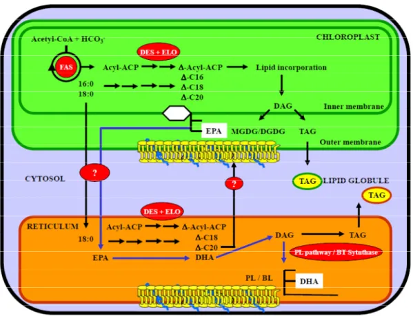 Figure 2. Proposed lipid synthesis pathway in the marine microalgae. Role of chloroplast  and endoplasmic reticulum compartments in lipid synthesis and location of omega-3 fatty  acid incorporation [265,277–280]