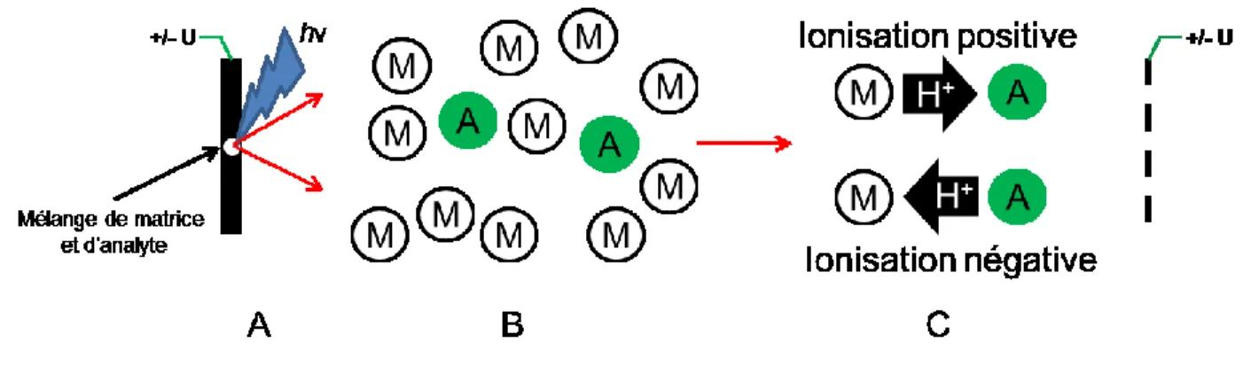 Figure 1.1 : Schéma du processus de désorption et d’ionisation MALDI. (A)Vaporisation  du  mélange  analyte  matrice