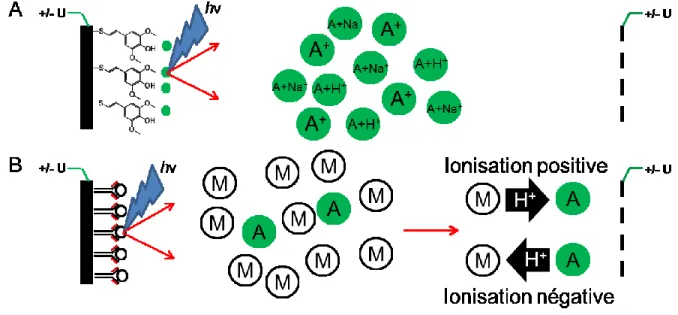 Figure  1.3 :  Schéma  du  processus  de  désorption  et  d’ionisation  SELDI.  (A)  Processus  SEND où une molécule absorbant le laser est greffée à la surface pour permettre la désorption  et  l’ionisation  de  l’analyte