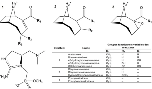 Figure 1-2.  Structure moléculaire  de l’anatoxine-a, de ses variantes et de l’anatoxine-a(s)  (adapté de Hiller et al